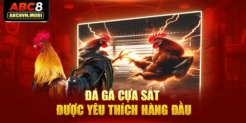 Đá gà cựa sắt được yêu thích hàng đầu